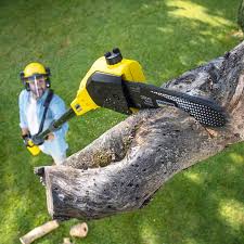 Best Lawn Renovation and Restoration  in Bellevue, WA