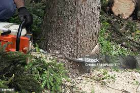  Bellevue, WA Tree Services Pros