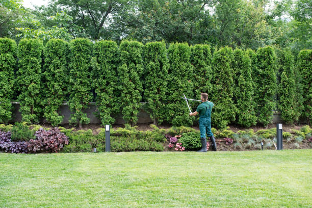 Best Tree Cabling and Bracing  in Bellevue, WA
