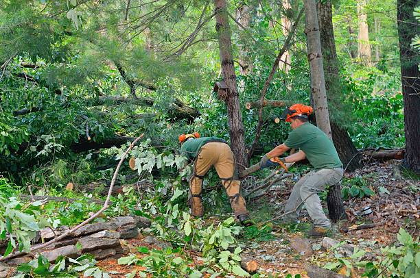 Reliable Bellevue, WA Tree Services Solutions